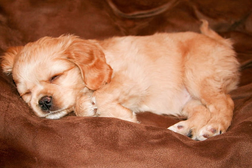 one pooped dog, dog, cute, adorable, pooped HD wallpaper