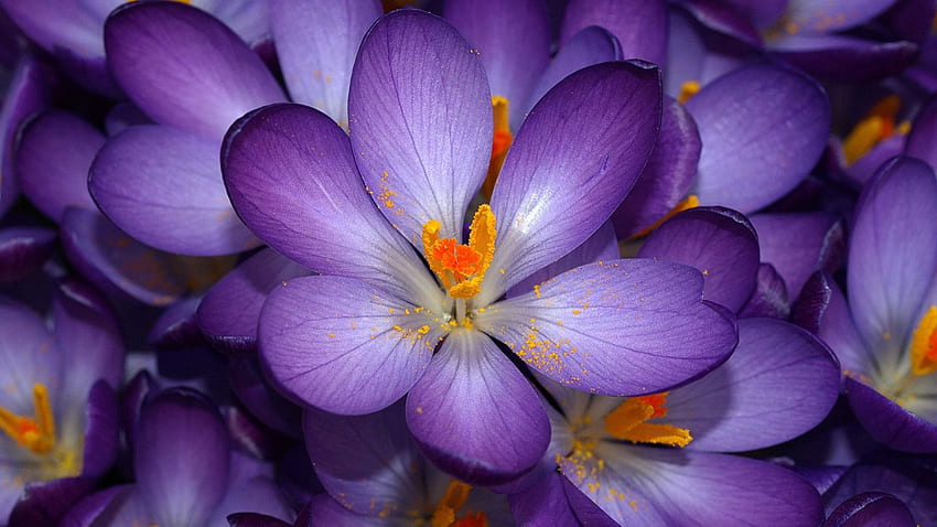 Flower Flowers Opened Purple Background [] for your , Mobile & Tablet. Разгледайте фона на лилавите цветя. Фон с лилаво цвете, лилаво цвете, лилаво цвете HD тапет