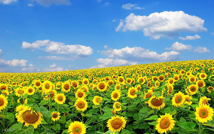 beautiful sunflower field . gallery HD wallpaper