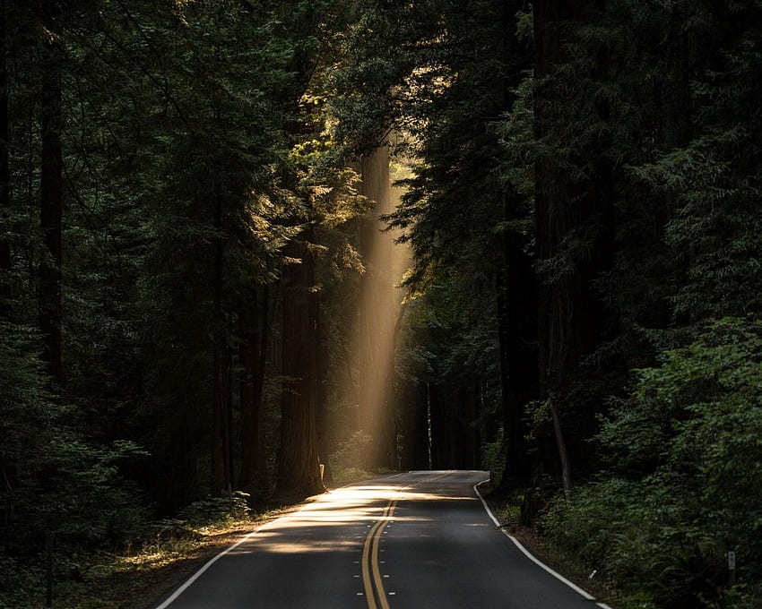 Conifer Daylight Evergreen Forest Highway HD wallpaper