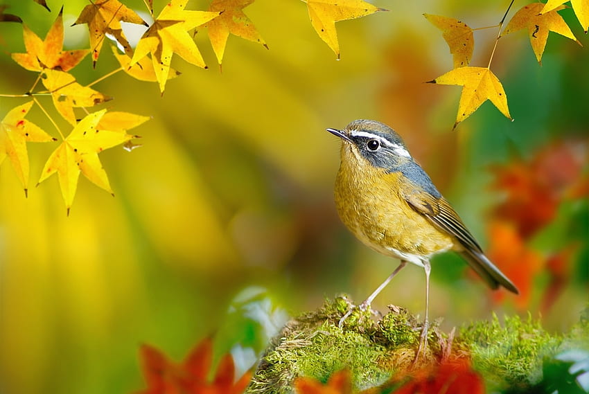 White-browed bush-robin, bird, yellow, pasare, autumn, leaf, white browed bush robin, toamna HD wallpaper