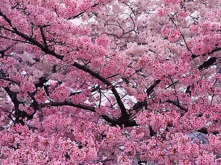 Nos galhos, rosa, flores, galhos, primavera, árvore papel de parede HD