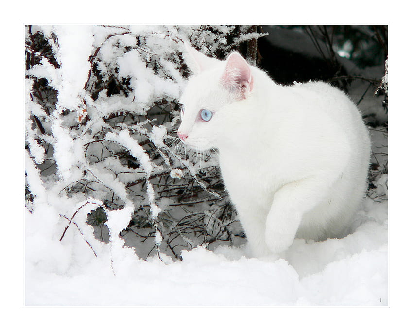 Snow in snow, winter, animal, kitten, snow, cat HD wallpaper