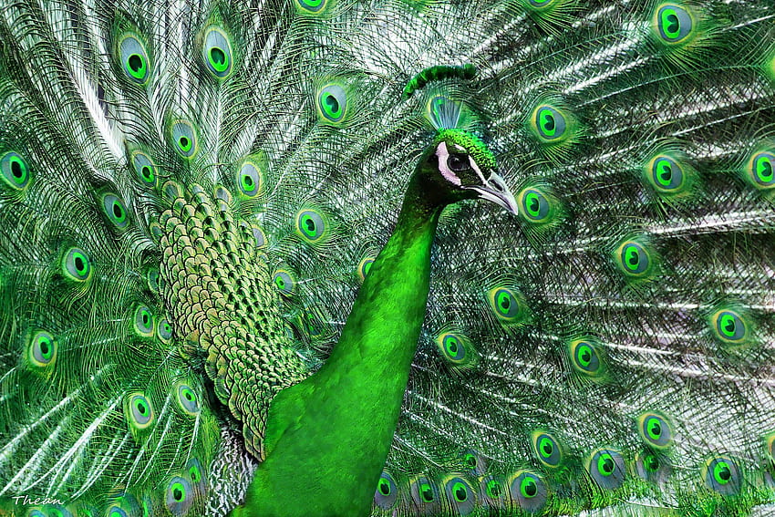 Birds Peacocks Feathers Green Animals . Peacock , Green animals, Bird, Peafowl HD wallpaper