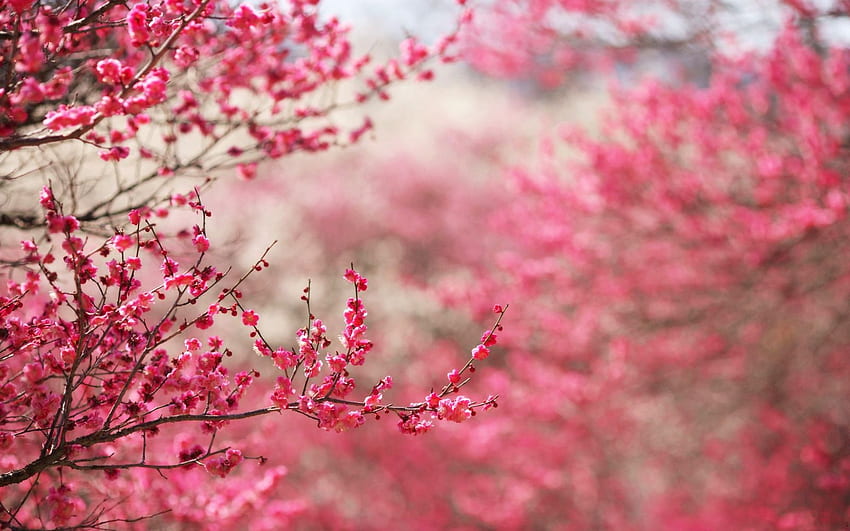 Latar Belakang Bunga Sakura. Bunga Apel, Bunga Sakura dan Bunga Sakura, Seni Pohon Ceri Wallpaper HD