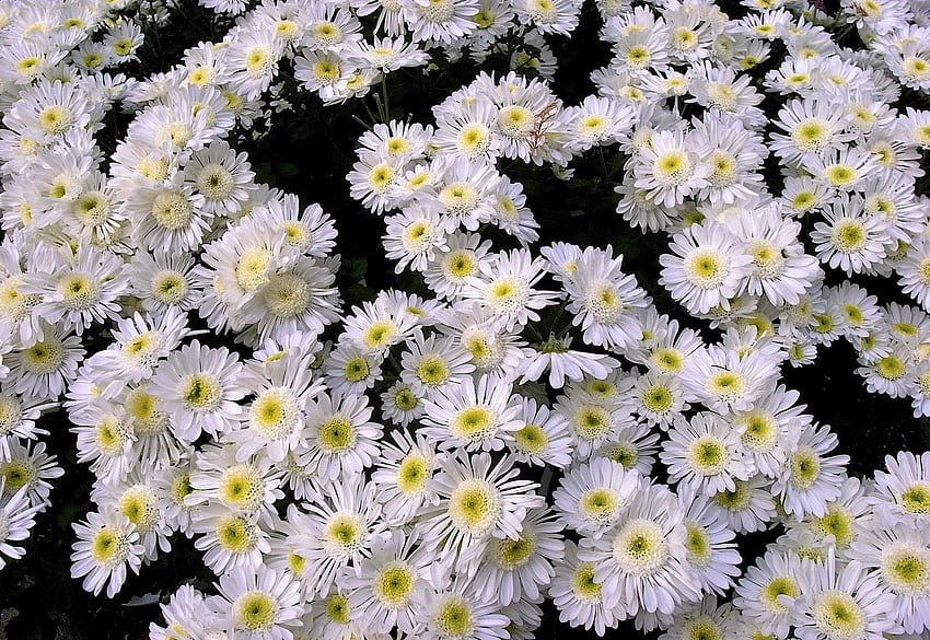 Flowers, Chrysanthemum, Lot HD wallpaper
