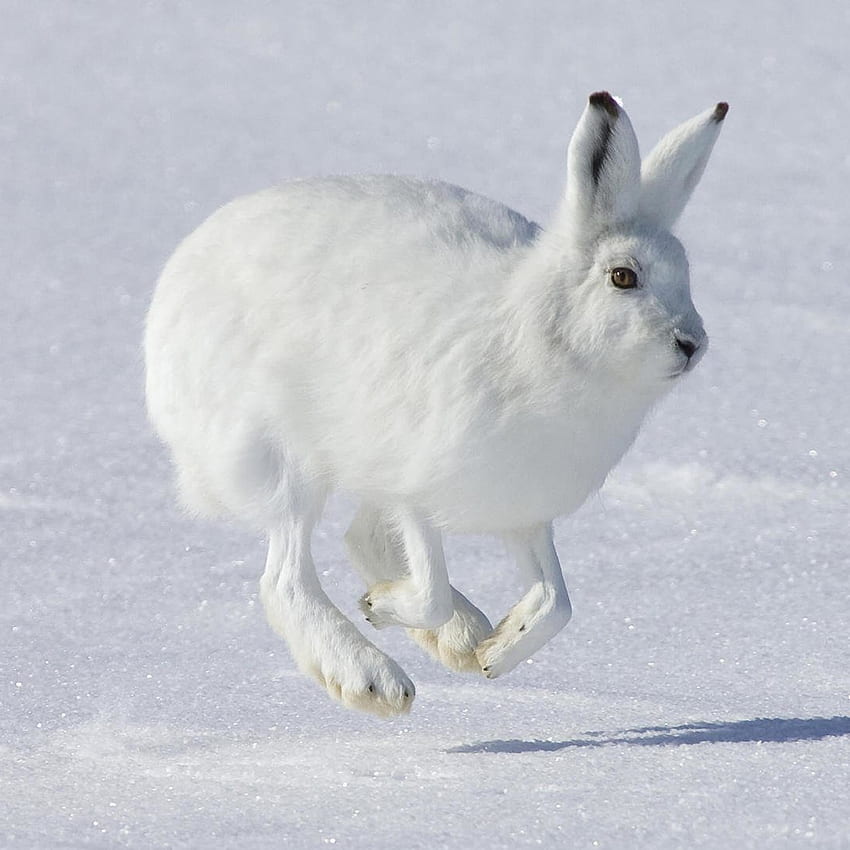 Jumping Wild Rabbit In Snow Field iPad Air HD phone wallpaper