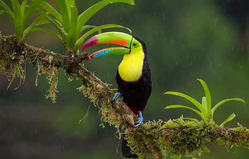 rain, bird, branch, jungle, Iridescent Toucan for , section животные HD wallpaper