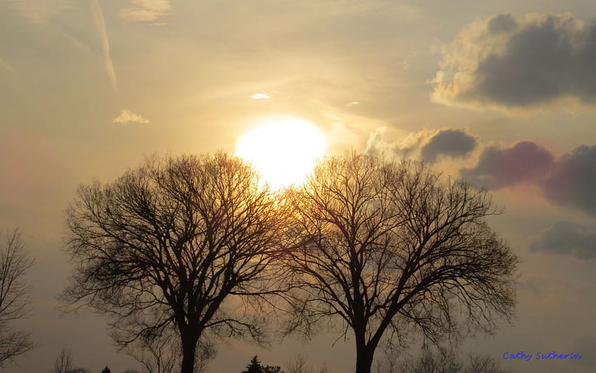 In The Hands of the Trees, limbs, clouds, sky, nature, sun, sunset, tree HD wallpaper
