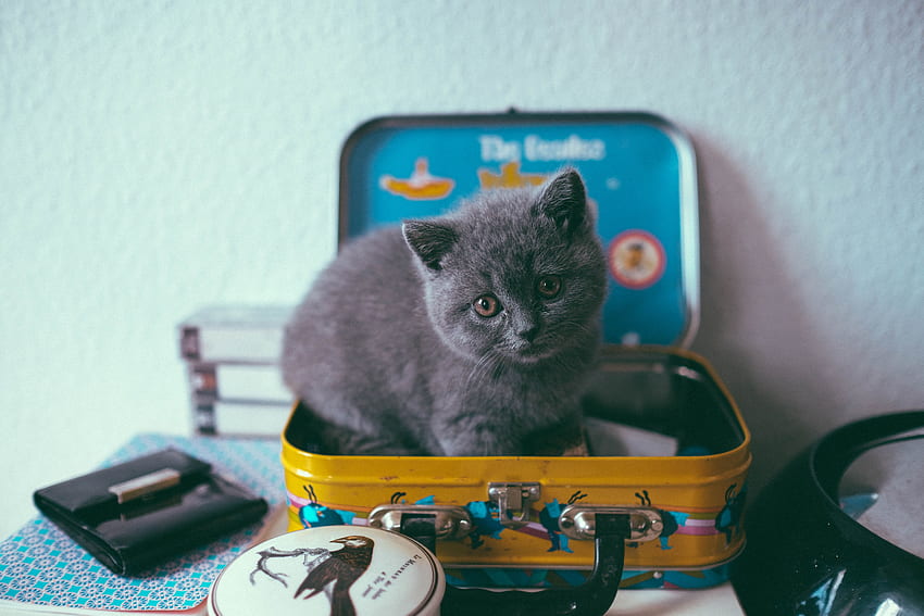 Animals, Cat, Kitty, Kitten, Sweetheart, Nice, Suitcase HD wallpaper