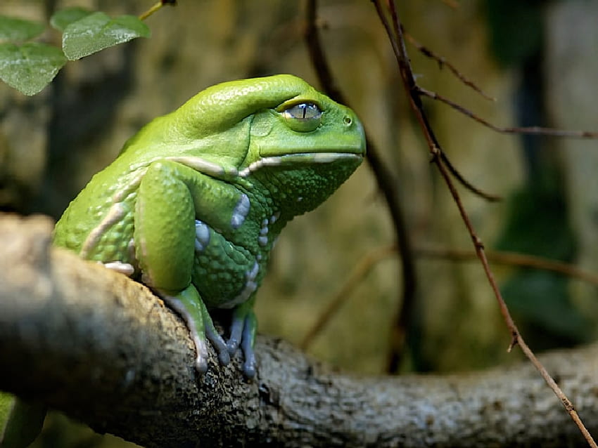 Skeptical Frog iz Skeptical, forest, frogs, animals, amphibians HD wallpaper
