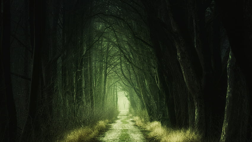 Karanlık, Toprak Yol, Ağaçlar, Korkunç Yol, - Karanlık Orman - HD duvar kağıdı