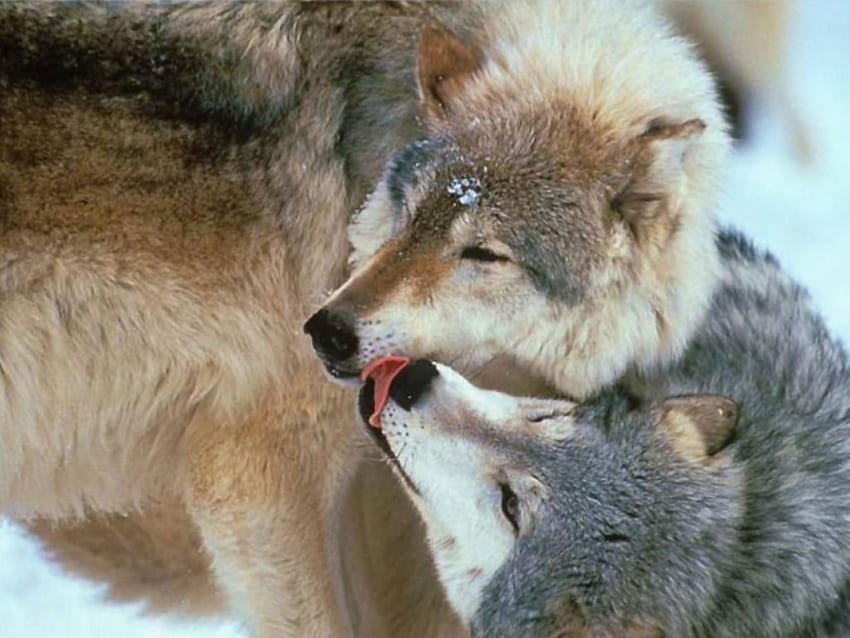 Wild Love, dog, wolves, animals, love, kiss, grey wolf, predator HD wallpaper