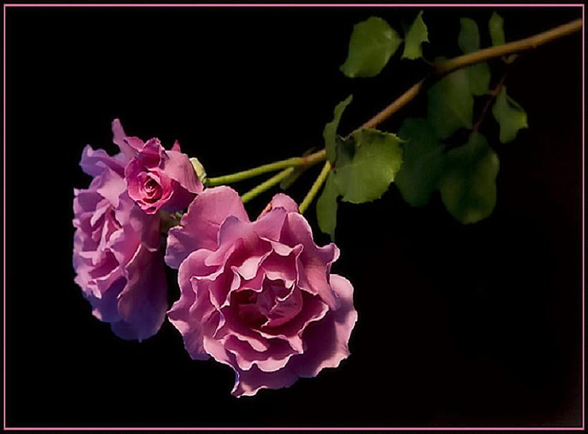 Roses de couleur rose, roses, fond noir, vert, longues tiges, couleur rose Fond d'écran HD