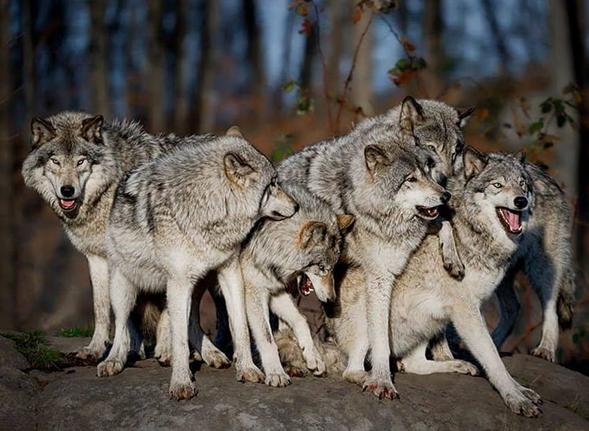 THE WOLF PACK, Wolves, Pack, animals, Wolf, nature HD wallpaper