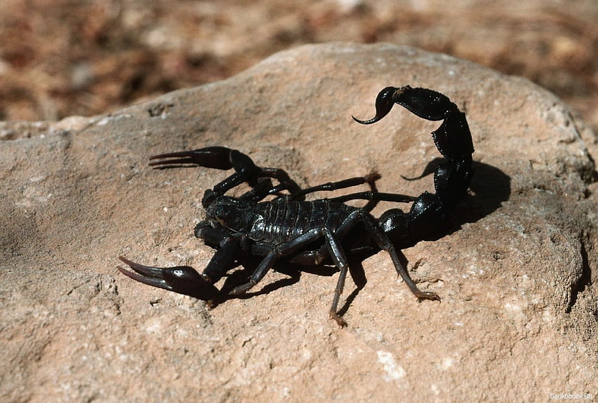Blog: Black Scorpion HD wallpaper