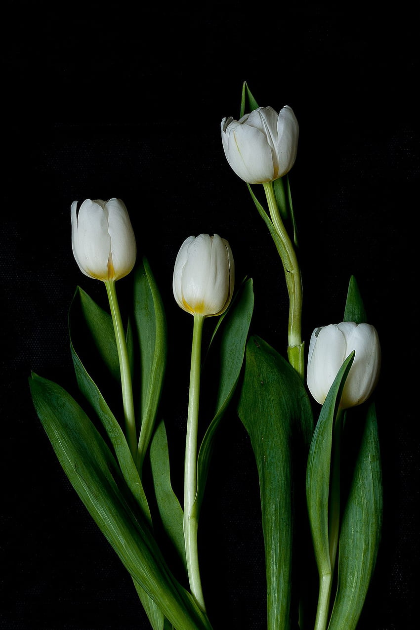 Flor de tulipa de fundo preto, tulipas brancas Papel de parede de celular HD