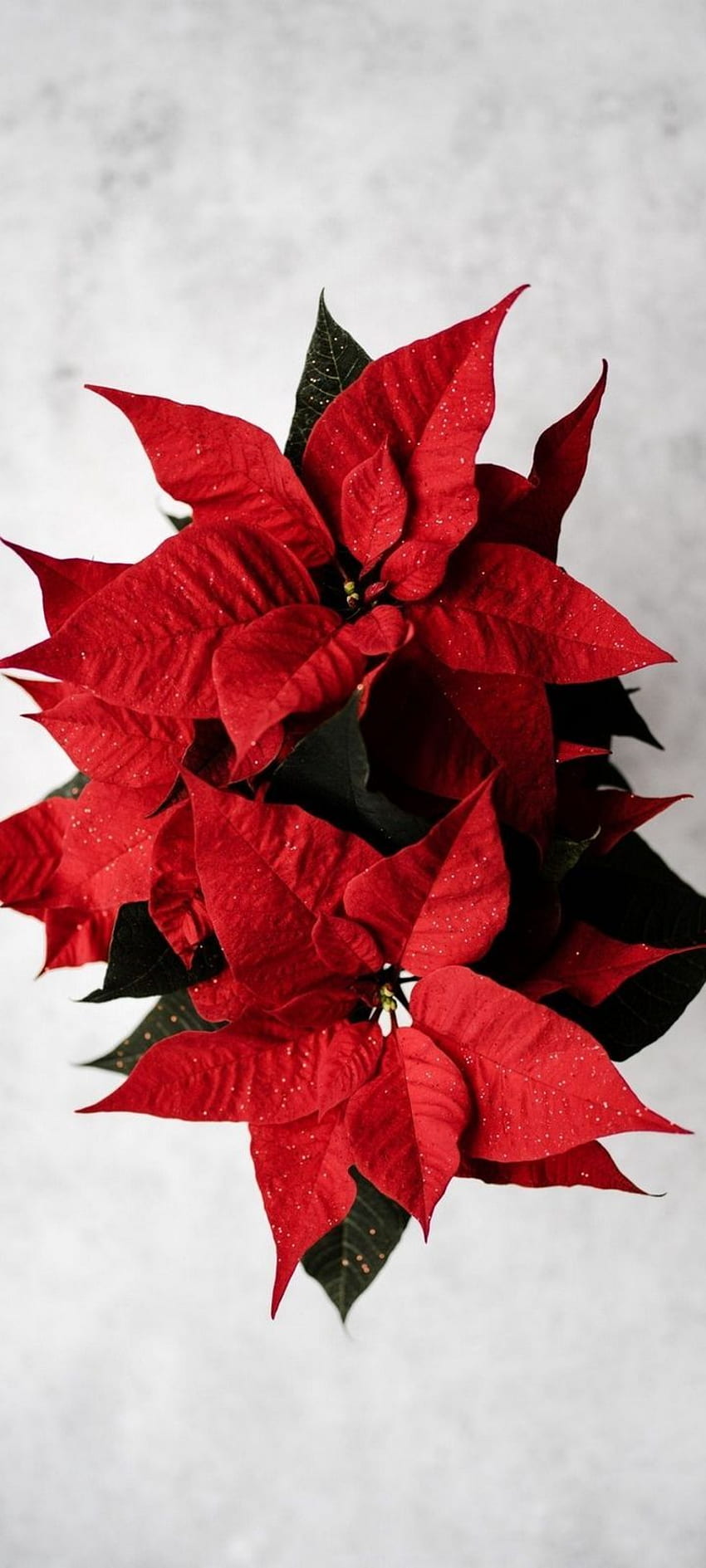 Poinsettia Red Flower - [] HD phone wallpaper