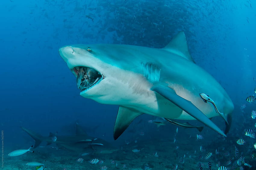 Bull shark feeding fish head HD wallpaper