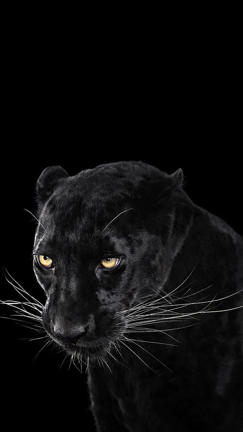 Black Panther Aesthetic Animal, Angry Animal HD phone wallpaper | Pxfuel