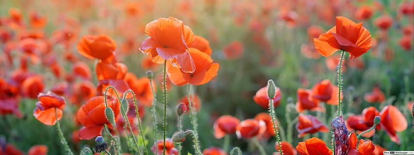 들판의 주황 양귀비 꽃, 플라워 듀얼 스크린 HD 월페이퍼