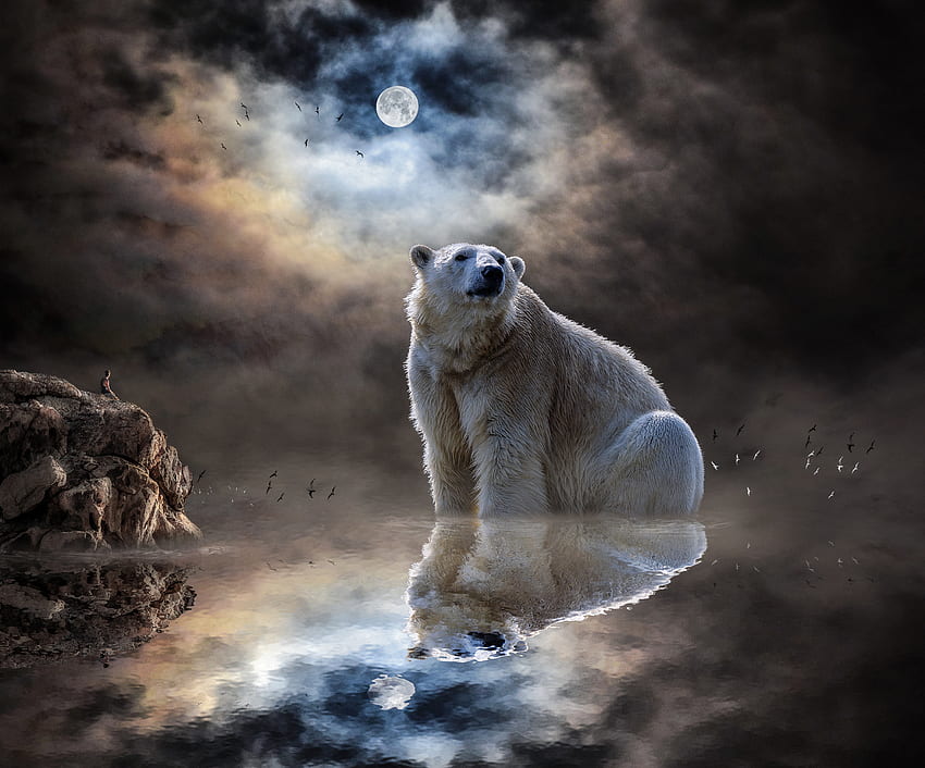 Animals, Reflection, Ocean, Polar Bear, Mammal HD wallpaper