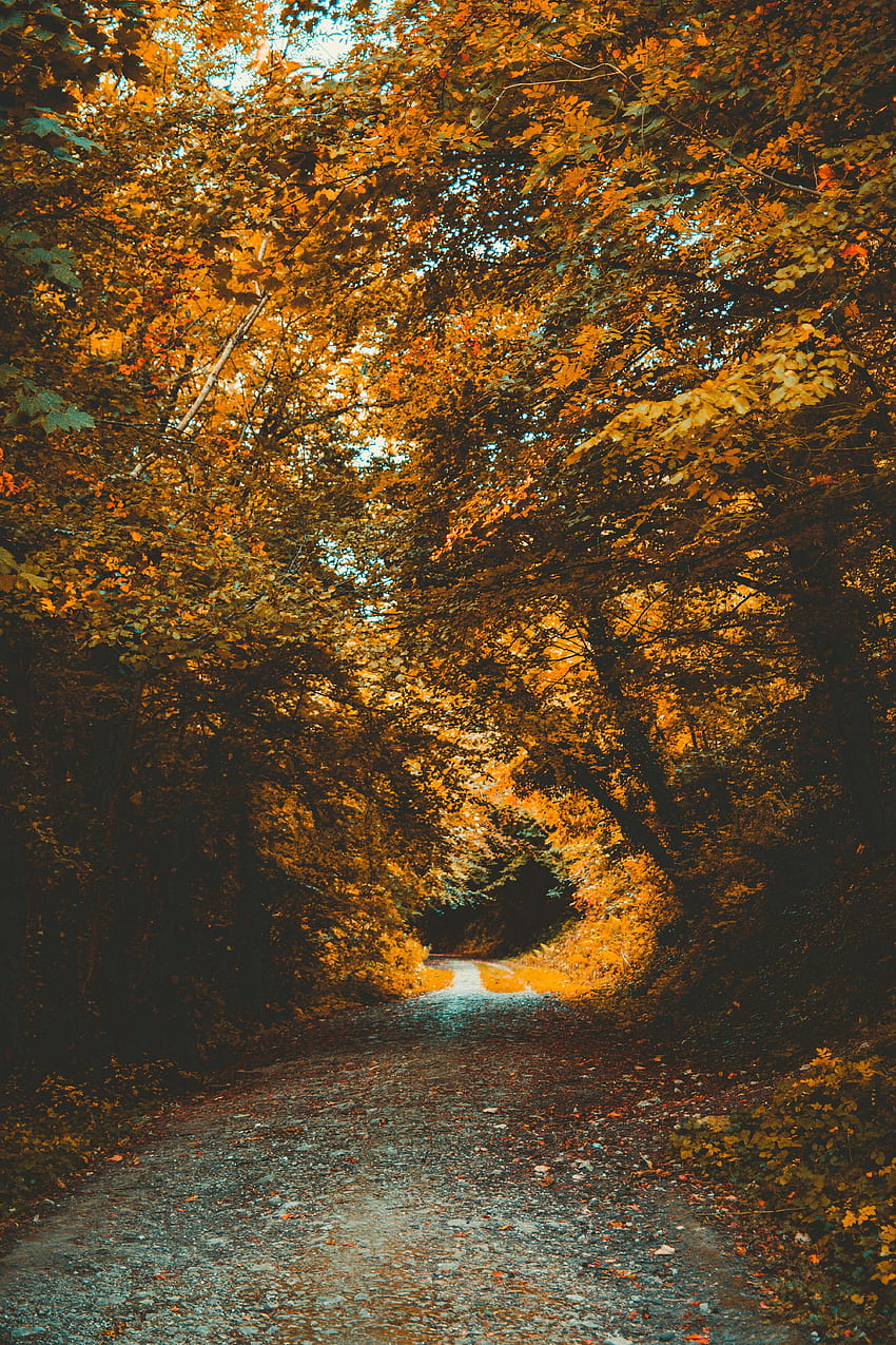 Natura, alberi, autunno, foresta, parco, sentiero, fogliame Sfondo del telefono HD