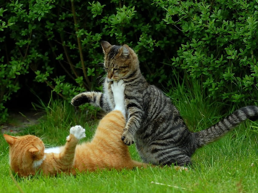 Oynak Kediler..., kediler, iki, çim, oyun HD duvar kağıdı