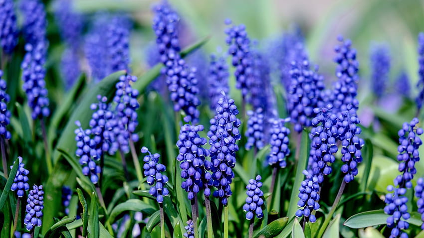 muscari ผักตบชวา ดอกไม้สีฟ้า บาน พื้นหลัง 5d14de วอลล์เปเปอร์ HD