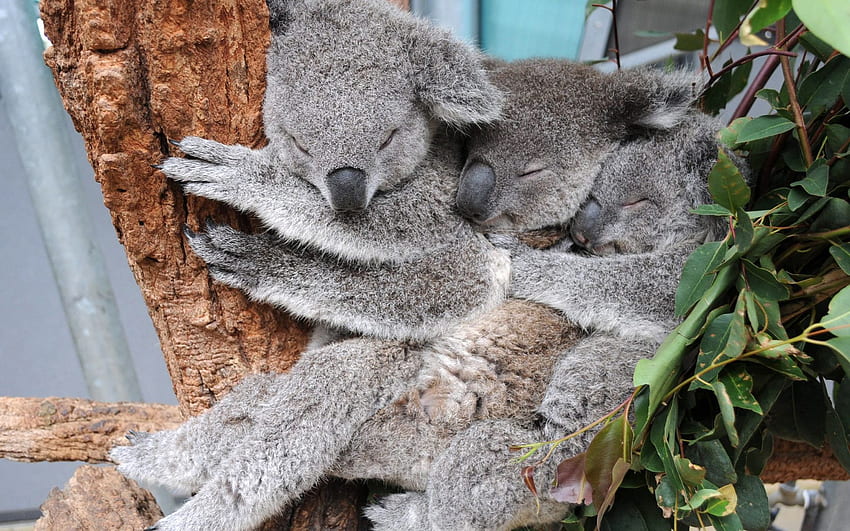 Wombat, Marsupial, Zoo, Bear, Koala Data - Taronga Zoo Koalas - & Background HD wallpaper