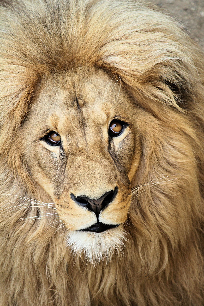 Animals, Muzzle, Lion, Predator, Mane, King Of Beasts, King Of The Beasts, King HD phone wallpaper