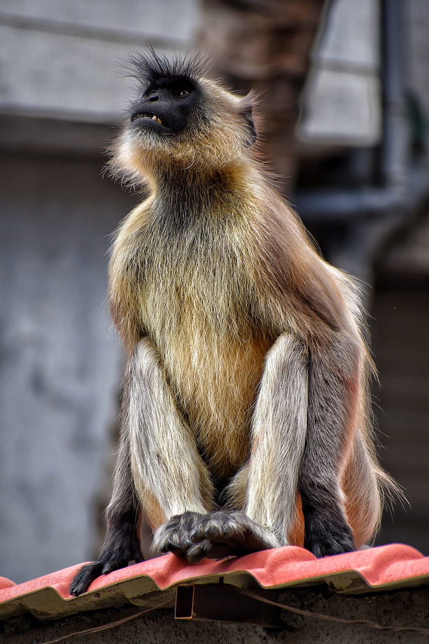 Langur-Affe, Primat HD-Handy-Hintergrundbild
