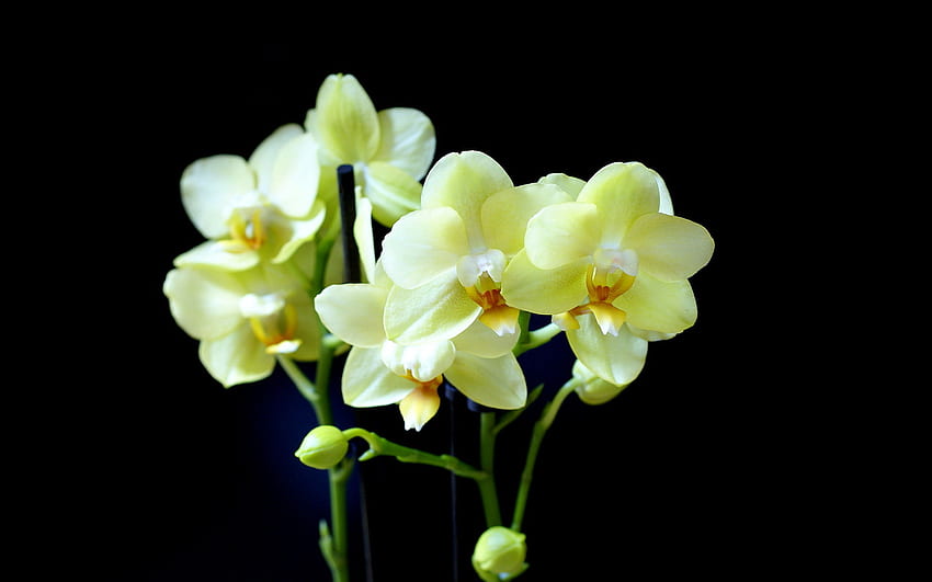 Background, world, yellow, phalaenopsis, orchid, , graphy, , orchids, black, Black and White Orchid HD wallpaper