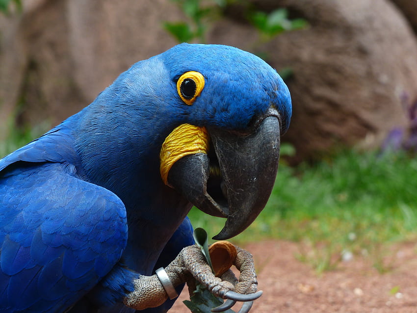 Animals, Parrots, Bird, Beak, Macaw HD wallpaper