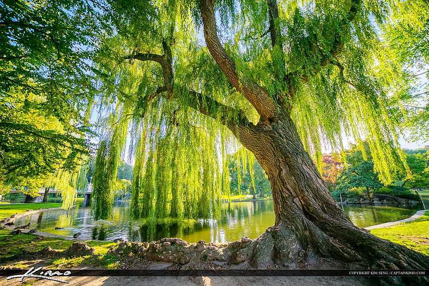 The willow tree fantasy tree water luminos willow green anna  lakisova HD wallpaper  Peakpx