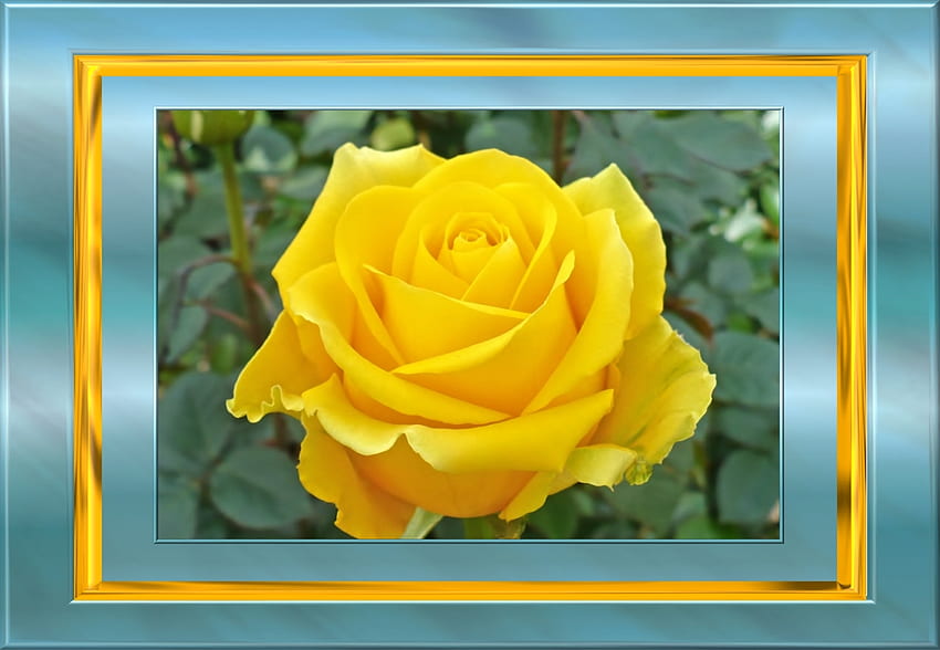 A Rose Beauty, mawar, abstrak, kuning, bingkai, indah, alam Wallpaper HD