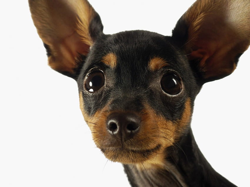 Cutie, animal, dog, black, funny, surprised HD wallpaper