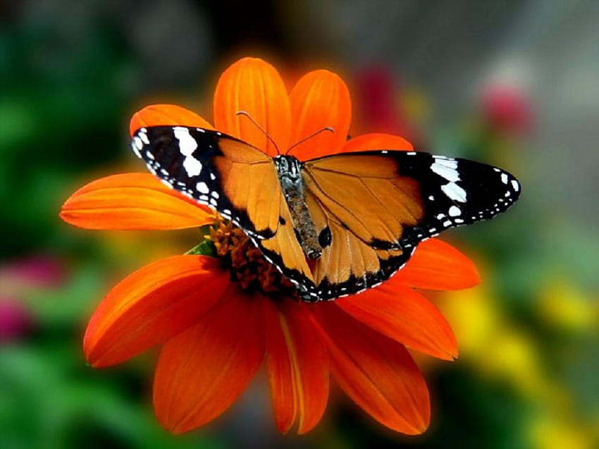 Florida orange, white, black, sunlight, butterfly, orange flower, florida, orange HD wallpaper
