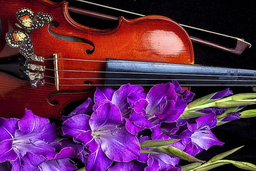 Violin, , color, new HD wallpaper