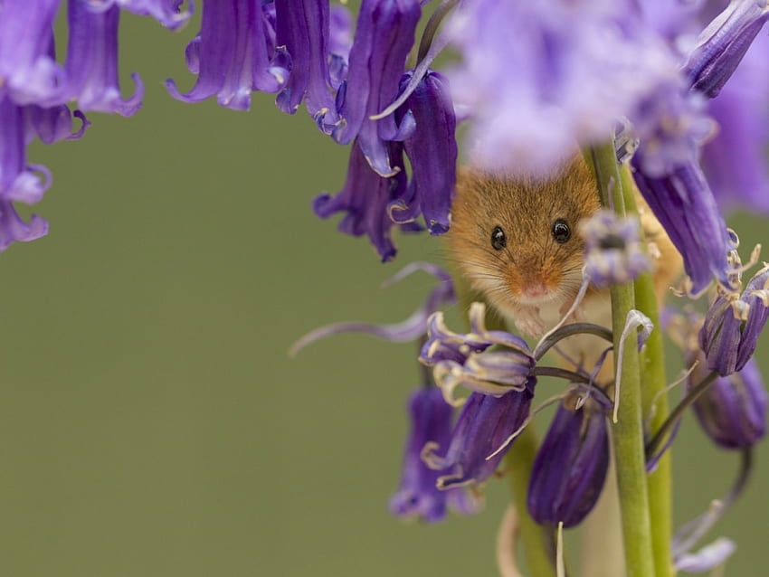 Harvest Mouse Under the Bell Flowers, animal, mouse, flowers, bells, harvest mouse HD wallpaper