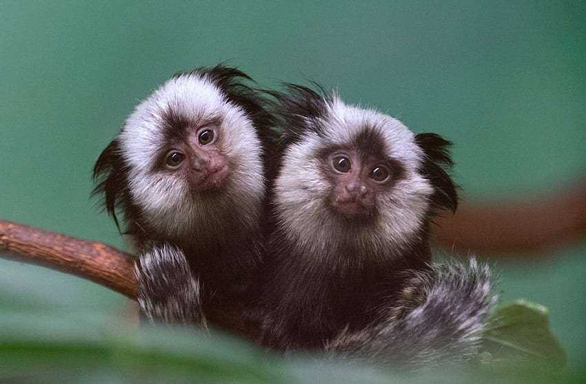 Geoffroys marmosets(twins), two, as one, same, together HD wallpaper ...
