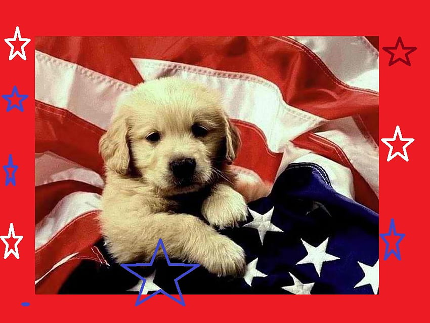 4th of july dog, dog, puppy, 4th, july HD wallpaper