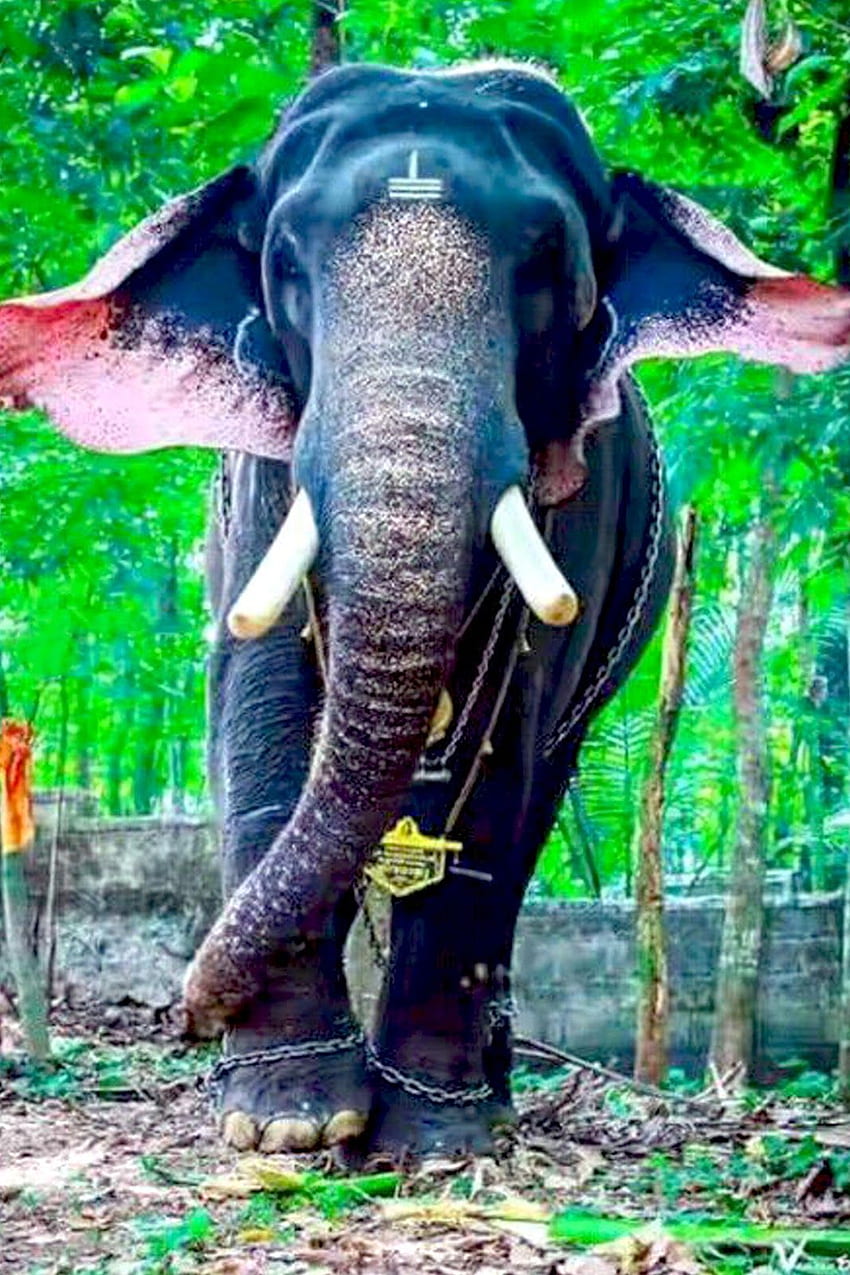 Thrikkadavoor Sivaraju, éléphant du Kerala Fond d'écran de téléphone HD