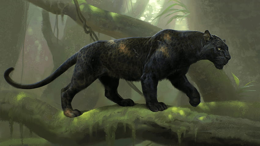 黒豹と背景、黒豹動物 高画質の壁紙