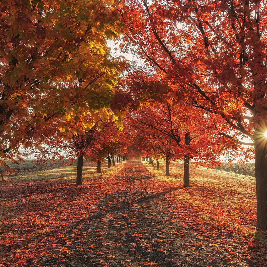 autumn fall season trees iPad Air, Autumn Weather HD phone wallpaper