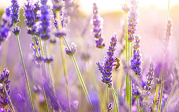 Cùng chiêm ngưỡng hình ảnh hoa lavender tuyệt đẹp này để tìm thấy vẻ đẹp tươi mới và dịu nhẹ này. Hoa lavender là biểu tượng của sự yên bình, nên hình ảnh này có thể giúp bạn giảm căng thẳng và thư giãn. Hãy cùng khám phá và tận hưởng sự trọn vẹn của hoa lavender!