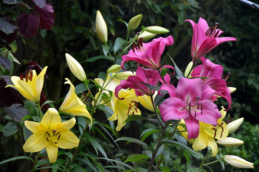 Blumen, Lilien, Grüns, Knospen, Staubblätter HD-Hintergrundbild