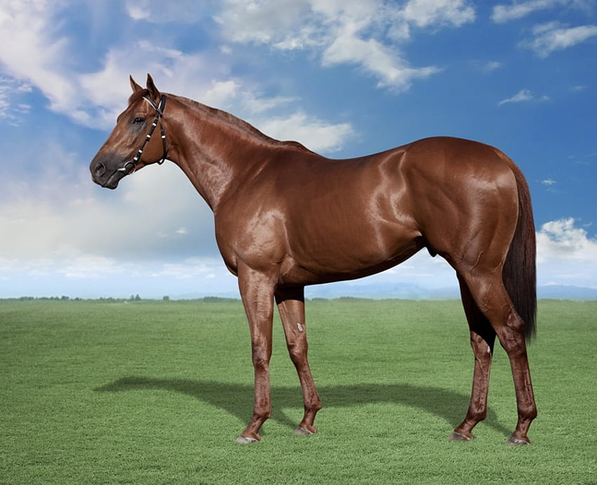 Handsome Stallion, horse, chestnut, stallion, handsome HD wallpaper