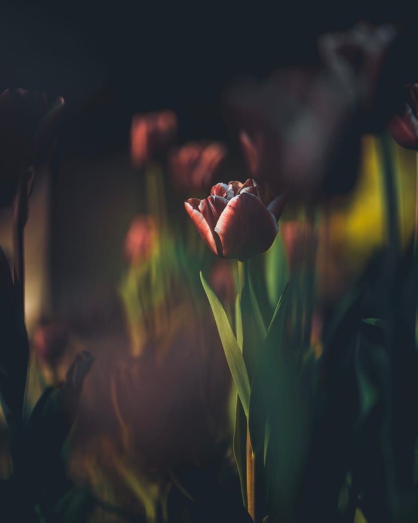 Blumen, Knospe, Unschärfe, glatt, Tulpe, Stängel, Stiel HD-Handy-Hintergrundbild