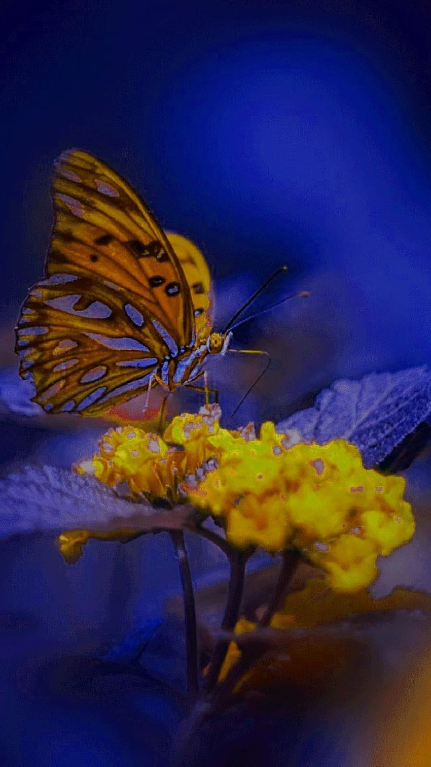 Whatsapp D.p, Butterfly, Nature, whatsapp dp HD phone wallpaper ...